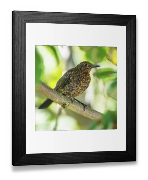Framed Print : Female of Common Blackbird (Turdus merula) Framed Print : Female of Common Blackbird (Turdus merula)