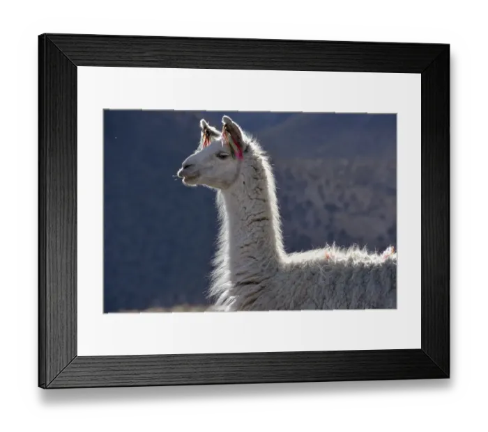 Framed Print : White llama (Lama glama), portrait