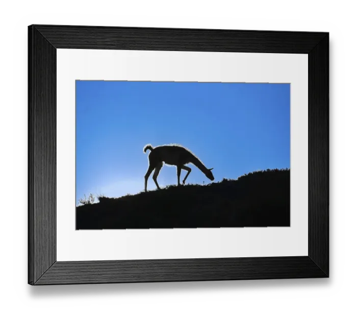 Framed Print : Guanaco (Llama guanicoe) silhouetted against the sky