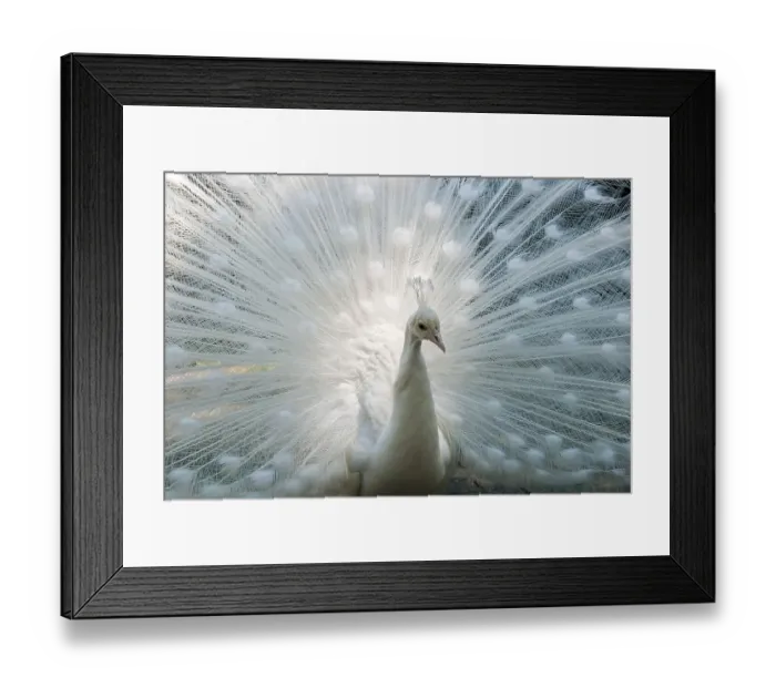Framed Print : White Peacock (Pavo cristatus mut)