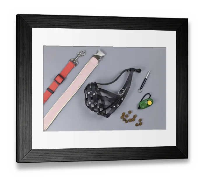 Framed Print : Dog training concept with tools like clicker Framed Print : Dog training concept with tools like clicker