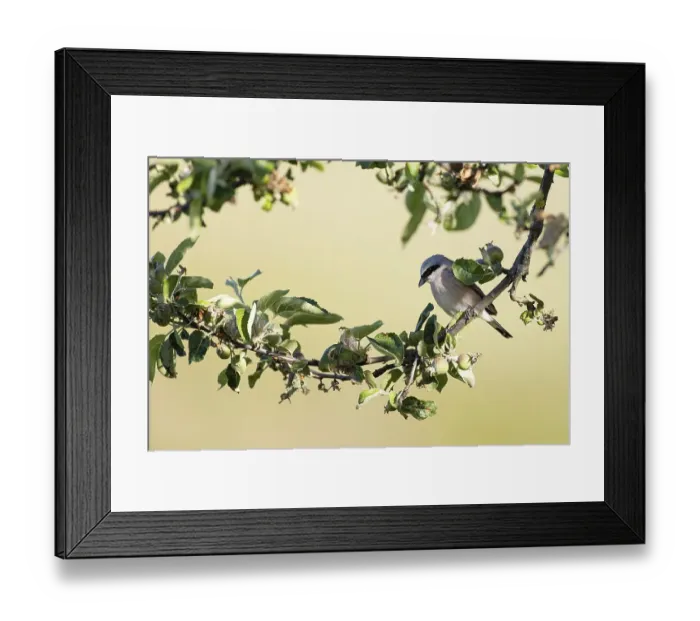 Framed Print : Red-backed shrike (Lanius collurio) Framed Print : Red-backed shrike (Lanius collurio)