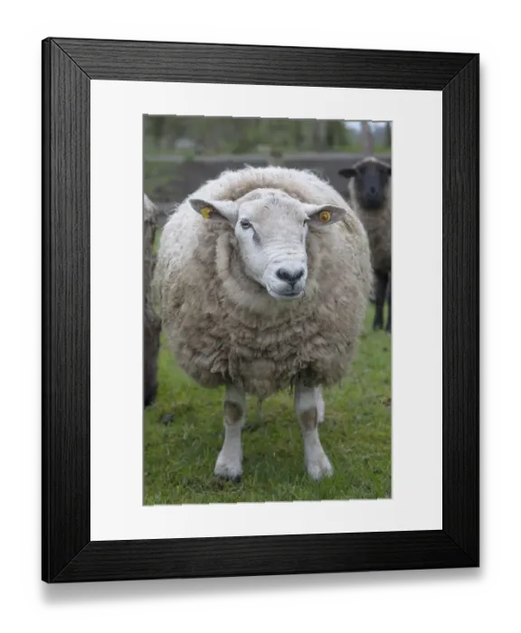 Framed Print : Texel sheep, Breeding stock, Mecklenburg-Western Pomerania