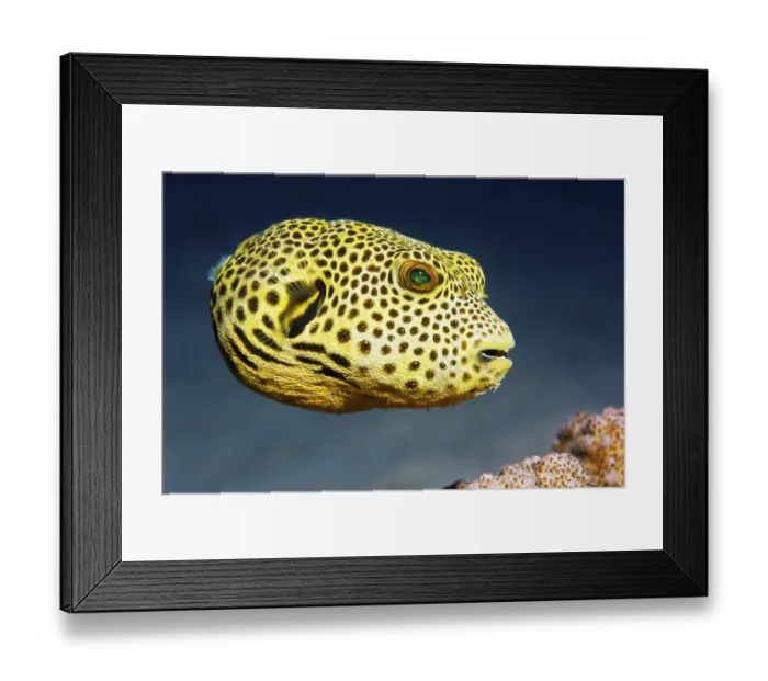 Framed Print : Stellate puffer (Arothron stellatus)