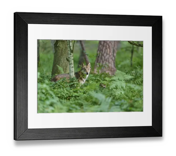 Framed Print : European gray wolf (Canis lupus) Framed Print : European gray wolf (Canis lupus)