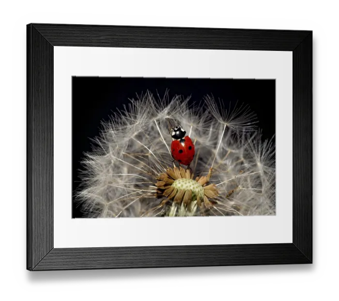 Framed Print : Ladybird (Coccinellidae) on dandelion, dandelion