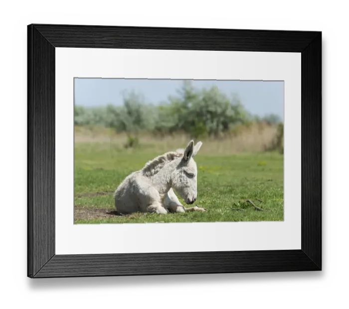 Framed Print : Austria-Hungarian white donkey or Baroque Donkey (Equus asinus asinus) on pasture