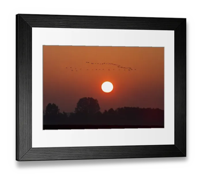 Framed Print : Swarm Cranes (Grus grus), Flight Formation in Sunset