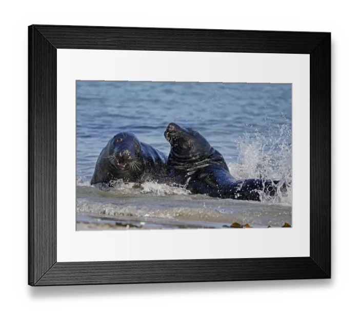 Framed Print : Two Grey seals (Halichoerus grypus) fighting in shallow water