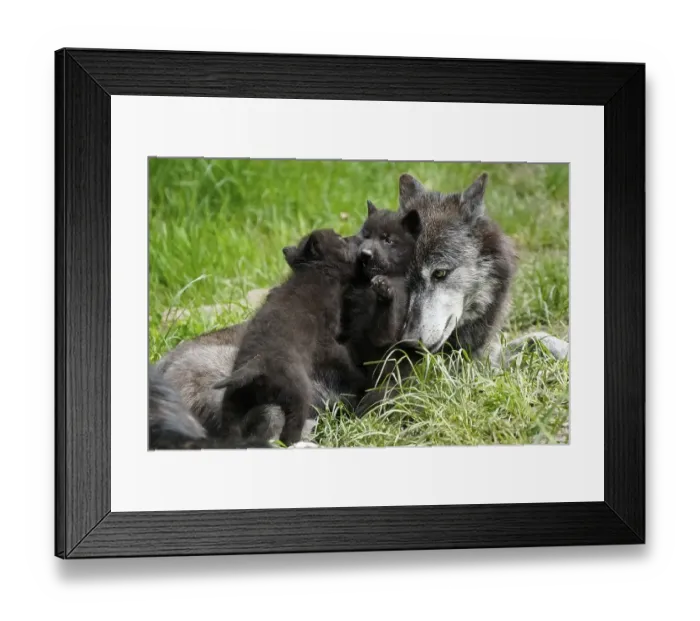 Framed Print : Timberwolf, American wolf (Canis lupus occidentalis) Framed Print : Timberwolf, American wolf (Canis lupus occidentalis)