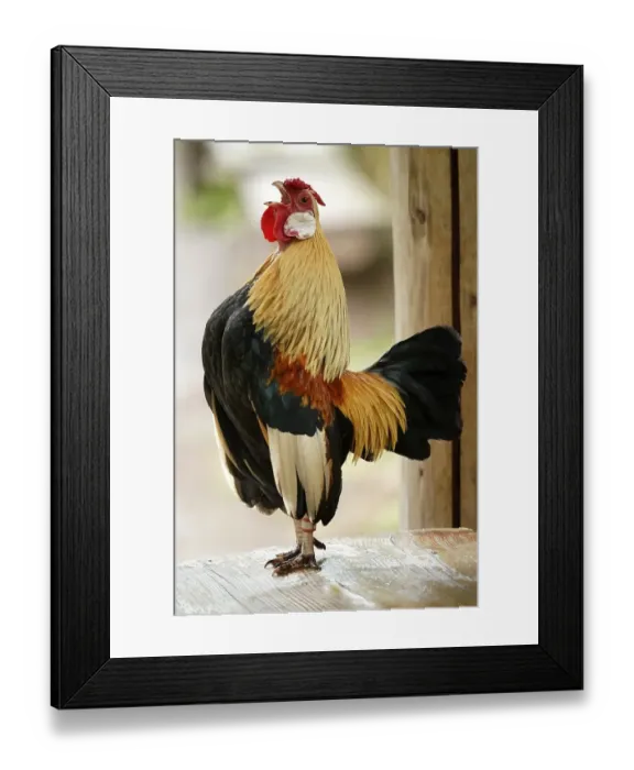 Framed Print : Bantam, bantam (Gallus gallus f)