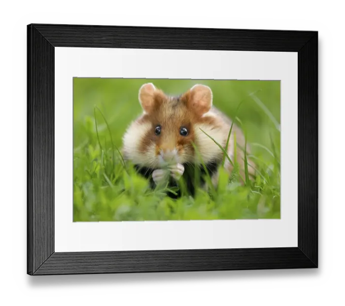 Framed Print : European hamster (Cricetus cricetus) in a meadow Framed Print : European hamster (Cricetus cricetus) in a meadow