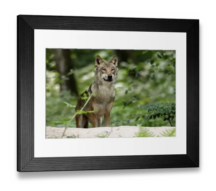 Framed Print : European gray wolf (Canis lupus) animal portrait Framed Print : European gray wolf (Canis lupus) animal portrait