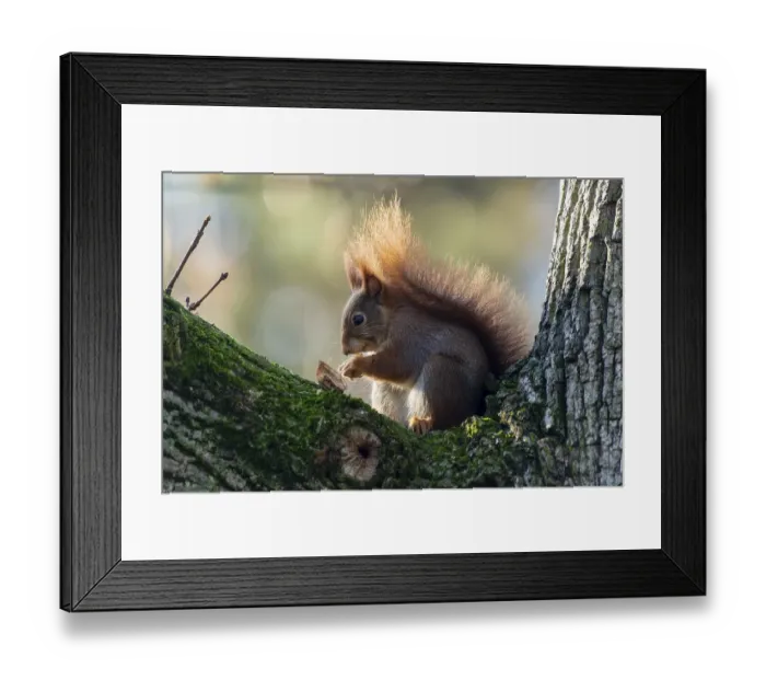 Framed Print : Eurasian red squirrel (Sciurus vulgaris) on a branch, wildlife, Germany, Europe Framed Print : Eurasian red squirrel (Sciurus vulgaris) on a branch, wildlife, Germany, Europe