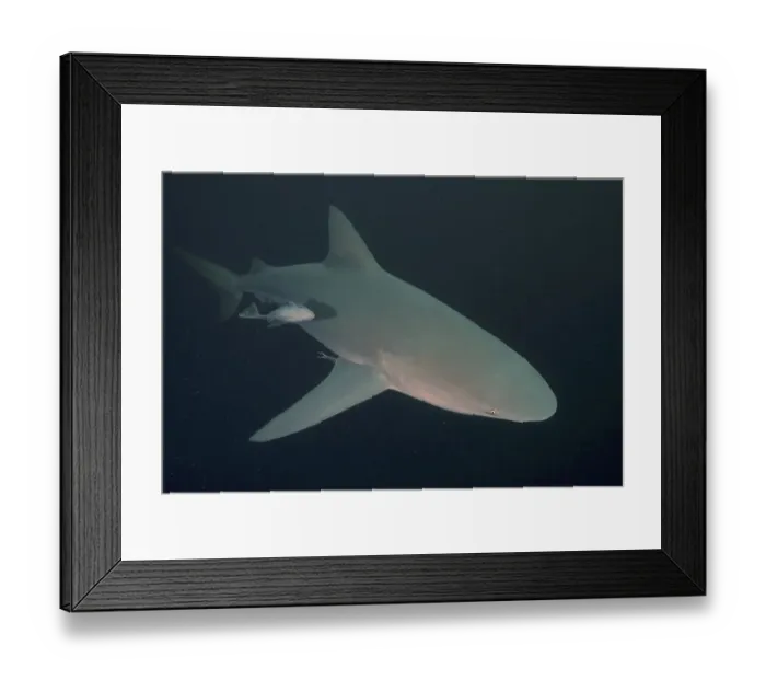 Framed Print : Bull shark (Carcharhinus leucas) Framed Print : Bull shark (Carcharhinus leucas)