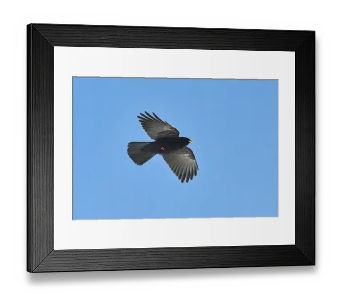 Framed Print : Yellow-billed chough (Pyrrhocorax graculus) flying in the sky
