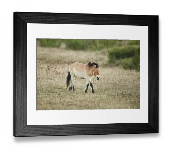 Framed Print : Przewalski's horse (Equus ferus przewalskii) Framed Print : Przewalski's horse (Equus ferus przewalskii)