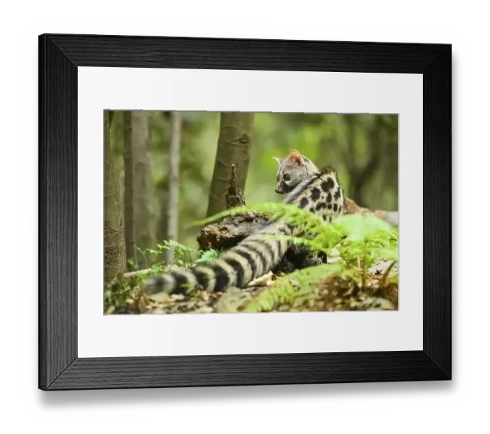Framed Print : Common genet (Genetta genetta), wildlife in a forest, Montseny National Park, Catalonia, Spain, Europe Framed Print : Common genet (Genetta genetta), wildlife in a forest, Montseny National Park, Catalonia, Spain, Europe
