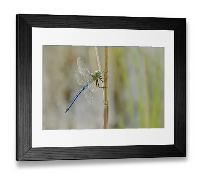 Framed Print : Emperor dragonfly ( Anax imperator) Male on reed stalk Framed Print : Emperor dragonfly ( Anax imperator) Male on reed stalk