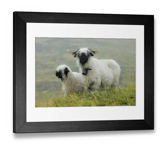 Framed Print : Valais black-nosed domestic sheep (Ovis orientalis aries)