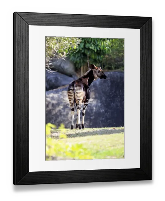 Framed Print : Okapi (Okapia johnstoni), adult