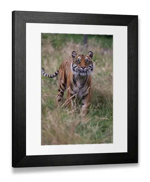 Framed Print : Siberian Tiger (Panthera tigris altaica), adult, native to Asia, captive, England, United Kingdom, Europe Framed Print : Siberian Tiger (Panthera tigris altaica), adult, native to Asia, captive, England, United Kingdom, Europe
