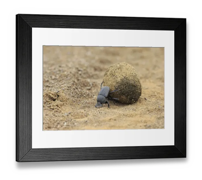 Framed Print : Dung beetle (Scarabaeus sacer) Framed Print : Dung beetle (Scarabaeus sacer)