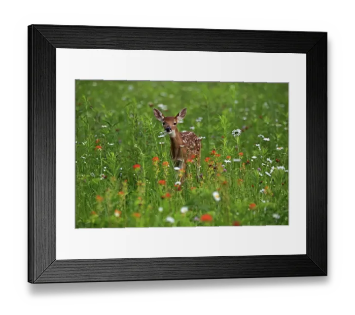 Framed Print : White-tailed deer (Odocoileus virginianus)