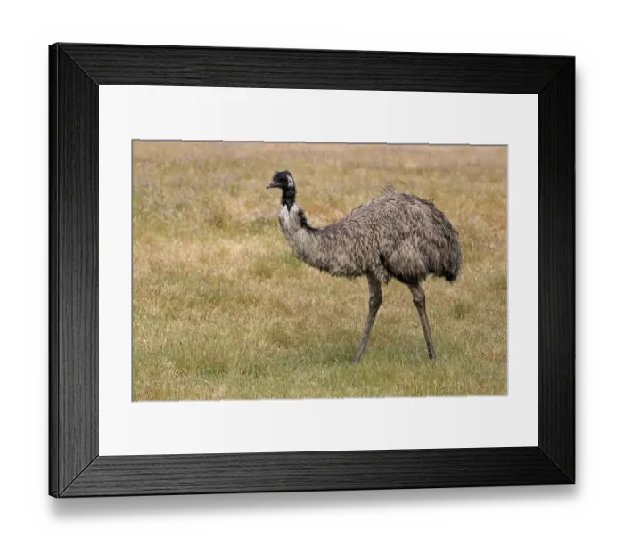Framed Print : Emu (Dromaius novaehollandiae), adult, Kangaroo Island, South Australia, Australia, Oceania Framed Print : Emu (Dromaius novaehollandiae), adult, Kangaroo Island, South Australia, Australia, Oceania