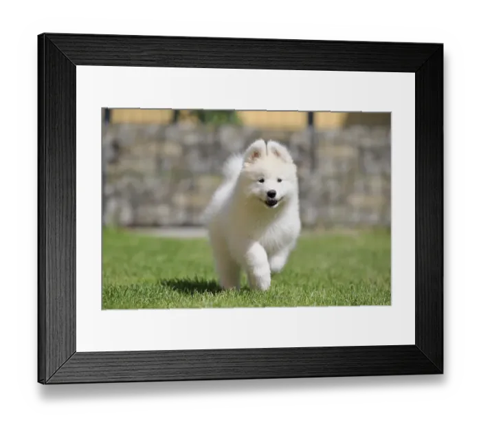 Framed Print : Samoyed Domestic dog (Canis lupus familiaris) Framed Print : Samoyed Domestic dog (Canis lupus familiaris)