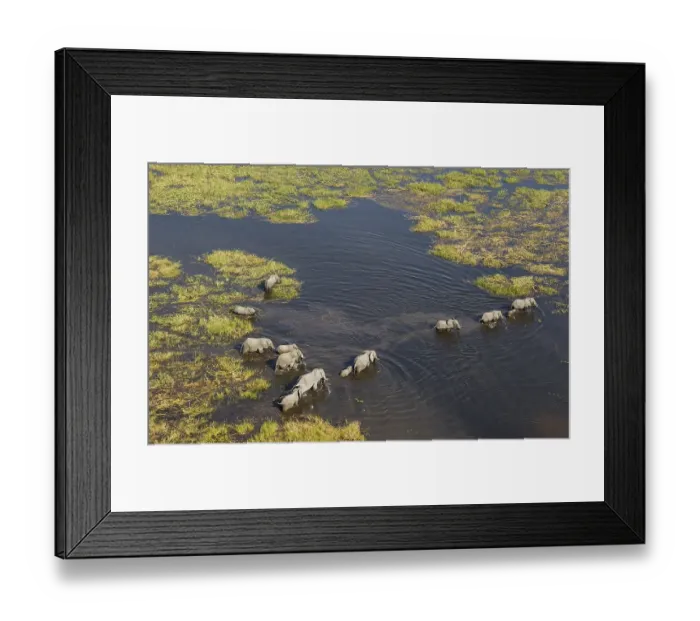 Framed Print : African Elephants (Loxodonta africana) Framed Print : African Elephants (Loxodonta africana)