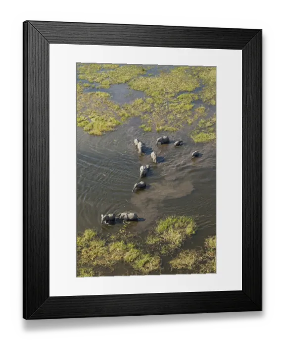 Framed Print : African Elephants (Loxodonta africana)