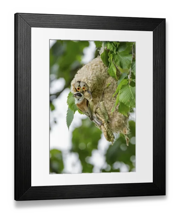 Framed Print : Eurasian Penduline Tit (Remiz pendulinus)