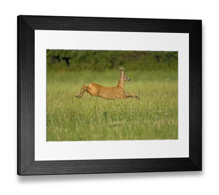 Framed Print : European Roe Deer (Capreolus capreolus)