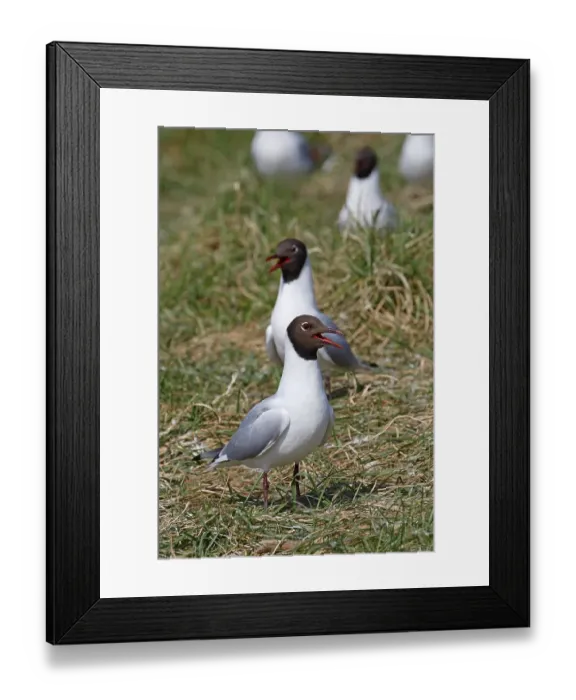 Framed Print : Black-headed gulls (Larus ridibundus) Framed Print : Black-headed gulls (Larus ridibundus)
