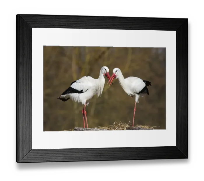 Framed Print : White Storks (Ciconia ciconia)