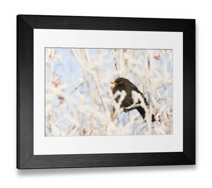 Framed Print : Blackbird (Turdus merula) female sitting on twig with with hoarfrost Framed Print : Blackbird (Turdus merula) female sitting on twig with with hoarfrost