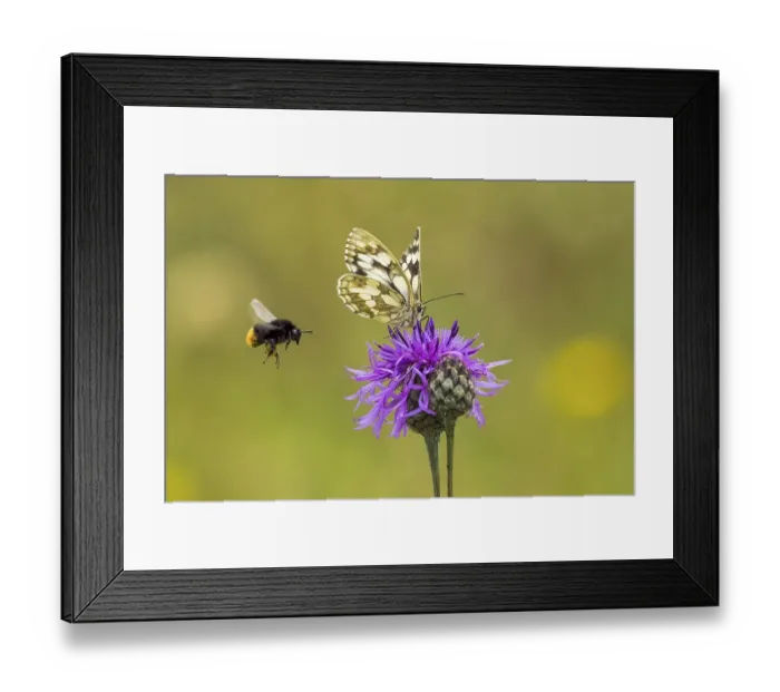 Framed Print : Checkered butterfly (Melanargia galathea) on brown knapweed (Centaurea jacea)