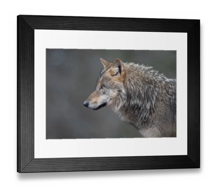 Framed Print : Gray wolf (Canis lupus), portrait Framed Print : Gray wolf (Canis lupus), portrait