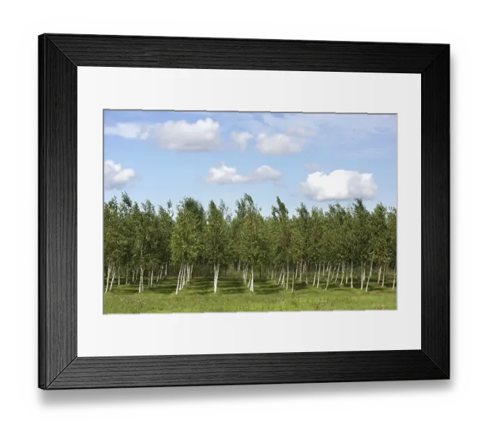 Framed Print : DEU, Germany : Birch trees, nursery, | Framed Print : DEU, Germany : Birch trees, nursery, |