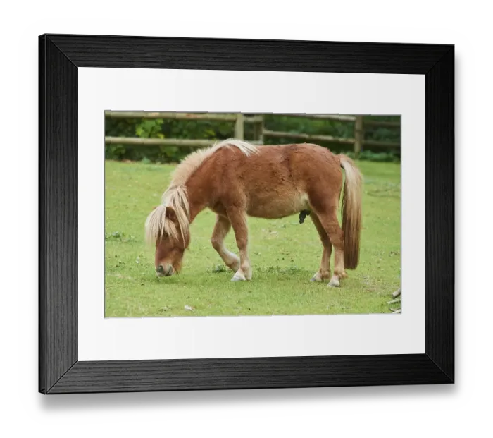 Framed Print : Shetland pony on a meadow, Bavaria Framed Print : Shetland pony on a meadow, Bavaria