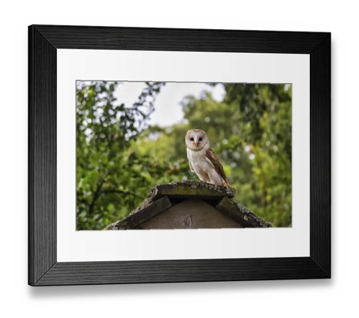 Framed Print : Common barn owl (Tyto alba) on a roof