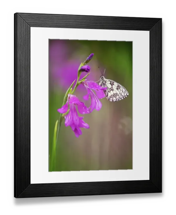 Framed Print : Marbled White (Melanargia galathea) on Marsh Gladiolus (Gladiolus palustris)