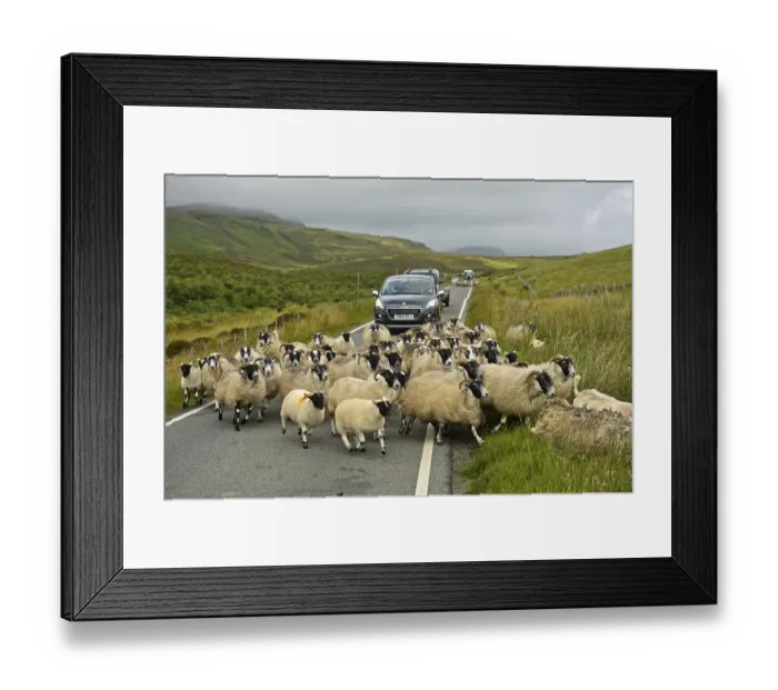 Framed Print : Herd of Scottish Blackface sheep blocking traffic on narrow country road Framed Print : Herd of Scottish Blackface sheep blocking traffic on narrow country road