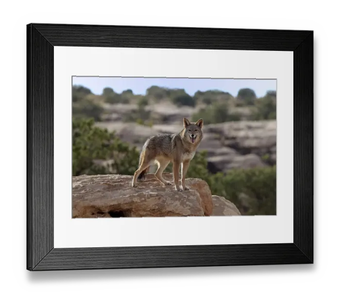 Framed Print : Coyote (Canis latrans) standing on rocks, Utah, United States, North America