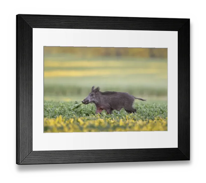 Framed Print : Solitary wild boar (Sus scrofa) sow