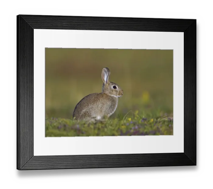 Framed Print : Young European rabbit (Oryctolagus cuniculus), common rabbit sitting in meadow