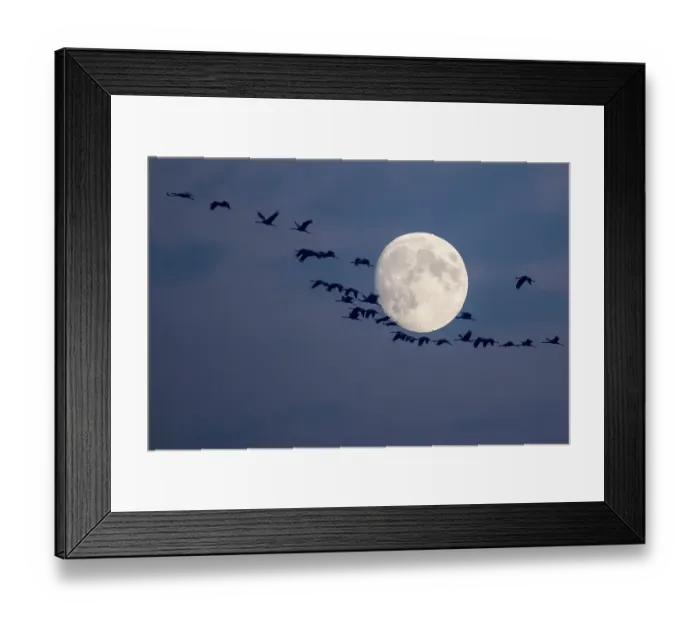 Framed Print : Common Cranes (Grus grus) in flight during full moon Framed Print : Common Cranes (Grus grus) in flight during full moon