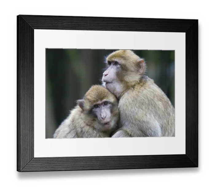 Framed Print : Two Barbary Macaques (Macaca sylvanus) sitting close to one another