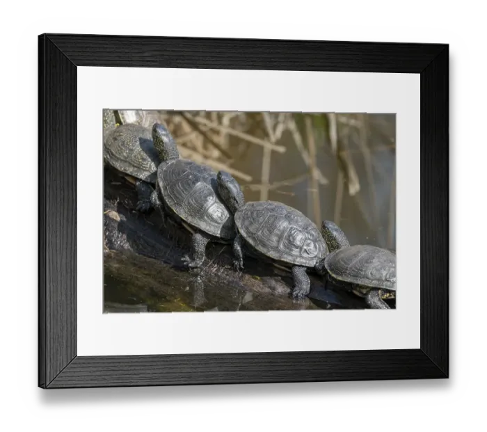 Framed Print : European pond turtles (Emys orbicularis) Framed Print : European pond turtles (Emys orbicularis)